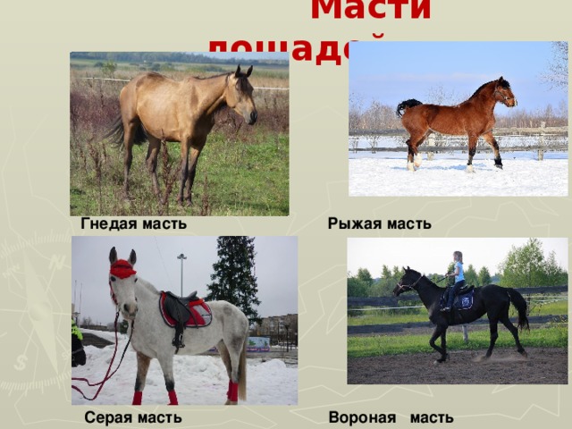  Масти лошадей  Гнедая масть Рыжая масть  Вороная масть Серая масть 