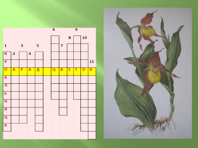 Название травы кроссворд. Кроссворд части цветка. Кроссворд цветы. Цветочный кроссворд в картинках. Парад в кроссвордах.