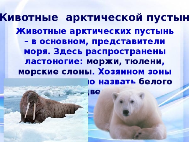 Белый медведь морж и тюлень природная зона. Приспособления животных арктических пустынь. Животные арктических пустынь сообщение. Животные арктической зоны России. Арктические пустыни формы приспособления животных.