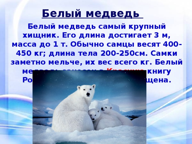 Белый медведь Белый медведь самый крупный хищник. Его длина достигает 3 м, масса до 1 т. Обычно самцы весят 400-450 кг; длина тела 200-250см. Самки заметно мельче, их вес всего кг. Белый медведь занесен в Красную книгу России. Охота на него запрещена.   
