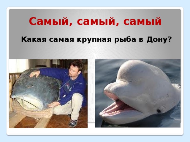 Самый, самый, самый Какая самая крупная рыба в Дону?  