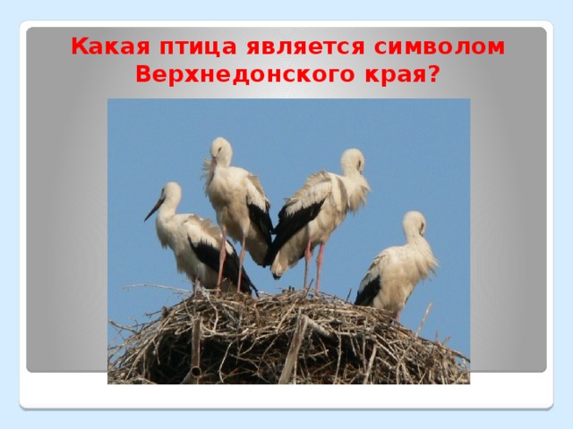 Какая птица является символом Верхнедонского края? 