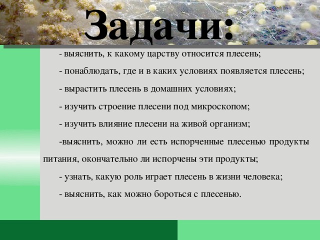 К какому царству относится человек. Плесень относится к царству. Задачи плесень. Задание по биологии вырастить плесень. К какому царству природы относится плесень.