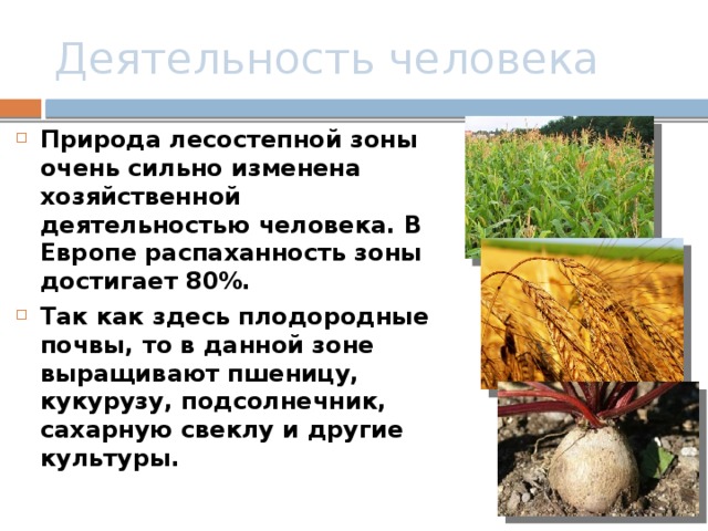 Деятельность человека в лесостепи и степи в России. Хозяйственная деятельность лесостепи. Богатства степной зоны