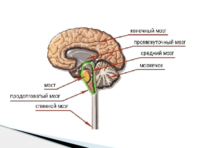 Схема головной мозг спинной мозг