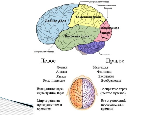 Полости мозга. Полости головного мозга. Полости больших полушарий. Полостью большого мозга является. Желудочки больших полушарий головного мозга.