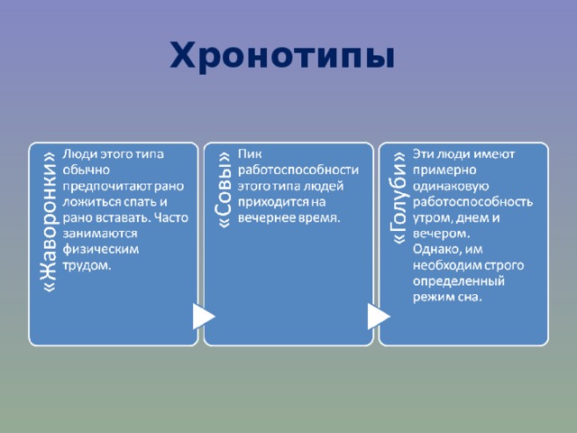 Презентация хронотип человека