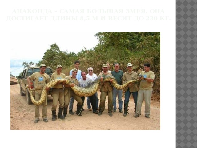 Анаконда – самая большая змея. Она достигает длины 8,5 м и весит до 230 кг.   