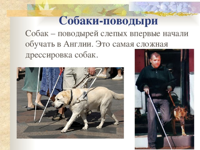 Собаки-поводыри Собак – поводырей слепых впервые начали обучать в Англии. Это самая сложная дрессировка собак. 