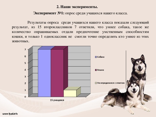 Опрос про кошек для проекта