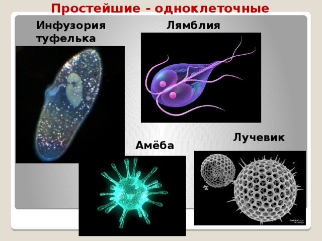 Какова роль одноклеточных организмов. Амеба и инфузория туфелька. Одноклеточные амеба, туфелька. Простейшие одноклеточные амеба инфузория. Лучевик инфузория.