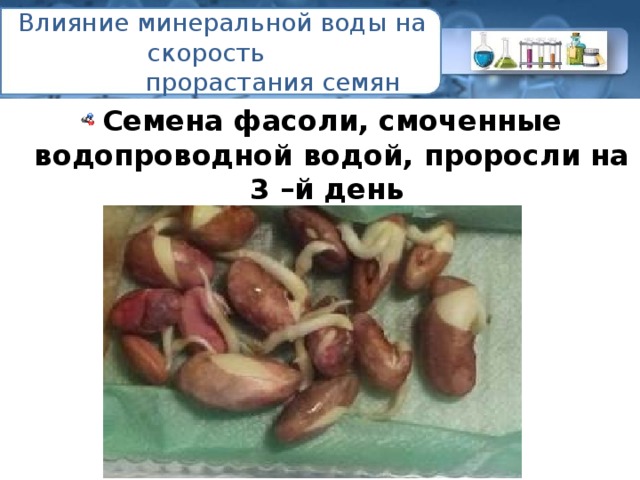 Влияние минеральной воды на скорость  прорастания семян Семена фасоли, смоченные водопроводной водой, проросли на 3 –й день  