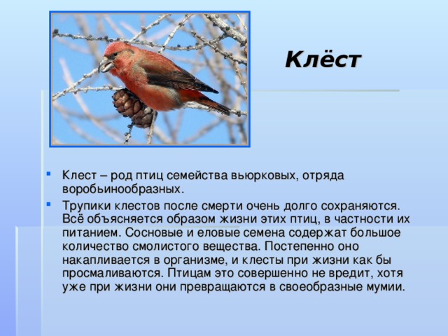 Клест птица описание фото и описание
