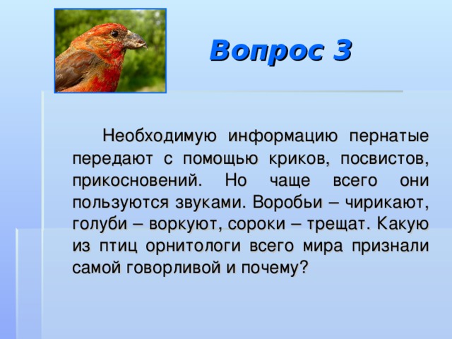 Сороки трещат или пищат. Какие птицы чирикают. Кто чирикает из птиц. Птица чирикает. Почему птицы чирикают.