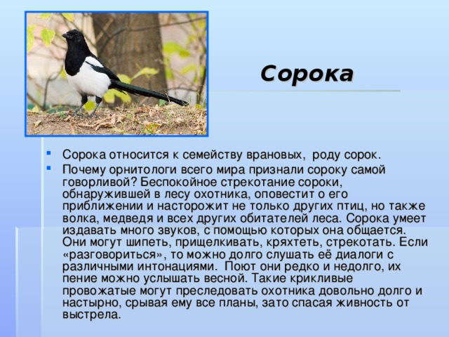 Почему сорок