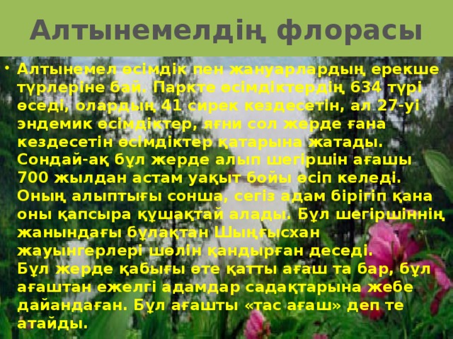 Алтынемелдің флорасы Алтынемел өсімдік пен жануарлардың ерекше түрлеріне бай. Паркте өсімдіктердің 634 түрі өседі, олардың 41 сирек кездесетін, ал 27-уі эндемик өсімдіктер, яғни сол жерде ғана кездесетін өсімдіктер қатарына жатады.   Сондай-ақ бұл жерде алып шегіршін ағашы 700 жылдан астам уақыт бойы өсіп келеді. Оның алыптығы сонша, сегіз адам бірігіп қана оны қапсыра құшақтай алады. Бұл шегіршіннің жанындағы бұлақтан Шыңғысхан жауынгерлері шөлін қандырған деседі.   Бұл жерде қабығы өте қатты ағаш та бар, бұл ағаштан ежелгі адамдар садақтарына жебе дайандаған. Бұл ағашты «тас ағаш» деп те атайды. 