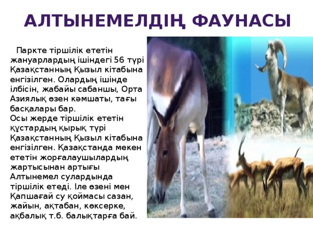 Алтынемелдің фаунасы  Паркте тіршілік ететін жануарлардың ішіндегі 56 түрі Қазақстанның Қызыл кітабына енгізілген. Олардың ішінде ілбісін, жабайы сабаншы, Орта Азиялық өзен кәмшаты, тағы басқалары бар.   Осы жерде тіршілік ететін құстардың қырық түрі Қазақстанның Қызыл кітабына енгізілген. Қазақстанда мекен ететін жорғалаушылардың жартысынан артығы Алтынемел сулардында тіршілік етеді. Іле өзені мен Қапшағай су қоймасы сазан, жайын, ақтабан, көксерке, ақбалық т.б. балықтарға бай. 