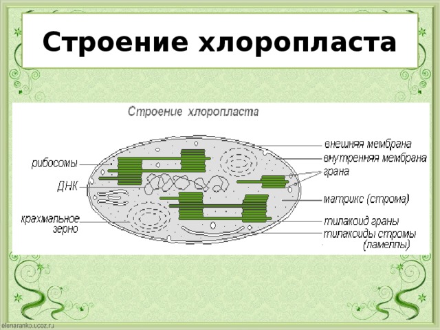 Каким номером на рисунке обозначена структура в состав которой входит липидный бислой хлоропласт