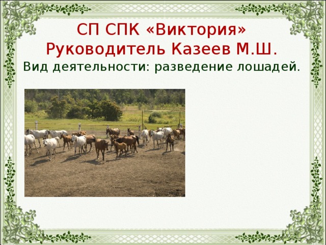 СП СПК «Виктория» Руководитель Казеев М.Ш. Вид деятельности: разведение лошадей. 