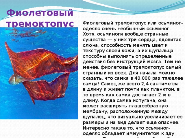 Фиолетовый тремоктопус Фиолетовый тремоктопус или осьминог-одеяло очень необычный осьминог. Хотя, осьминоги вообще странные существа — у них три сердца, ядовитая слюна, способность менять цвет и текстуру своей кожи, а их щупальца способны выполнять определенные действия без инструкций мозга. Тем не менее, фиолетовый тремоктопус самый странный из всех. Для начала можно сказать, что самка в 40,000 раз тяжелее самца! Самец же всего 2,4 сантиметра в длину и живет почти как планктон, в то время как самка достигает 2 м в длину. Когда самка испугана, она может расширять плащеобразную мембрану, расположенную между щупалец, что визуально увеличивает ее размеры и на вид делает еще опаснее. Интересно также то, что осьминог-одеяло обладает иммунитетом к яду медузы Португальский кораблик; более того, умный осьминог иногда отрывает щупальца медузы и использует их как оружие. 
