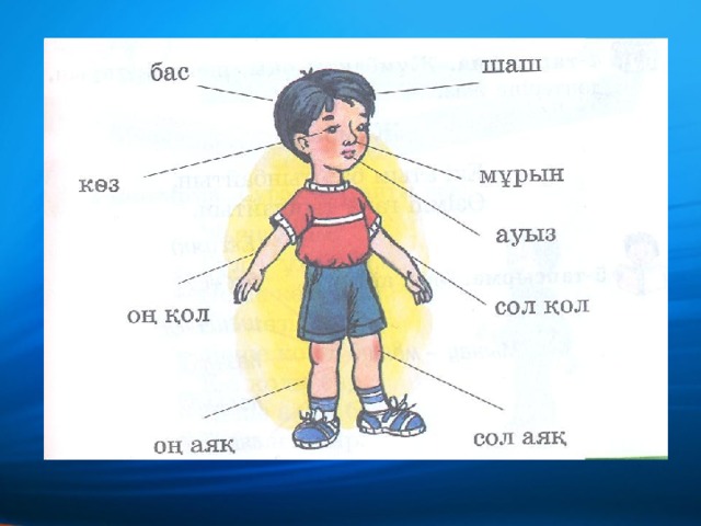 Оң жақ және сол жақ. Части тела на казахском. Части тела на татарском. Части тела на казахском языке для детей. Части тела по казахски.