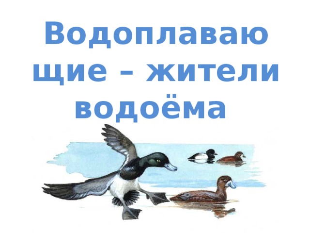 Птицы жители водоема презентация 2 класс