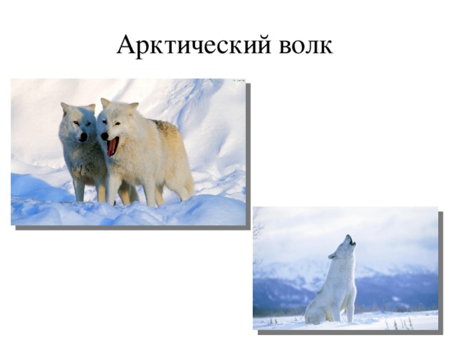 Арктический волк 