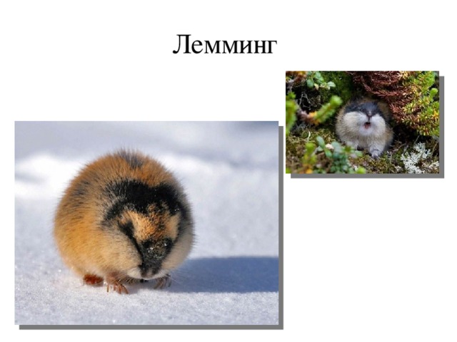 Лемминг 