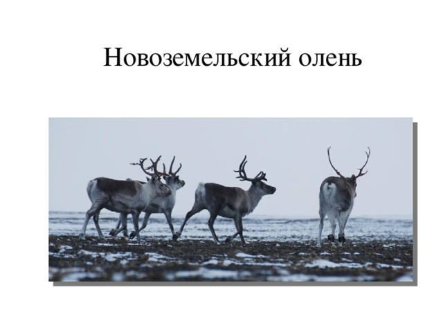 Новоземельский олень 