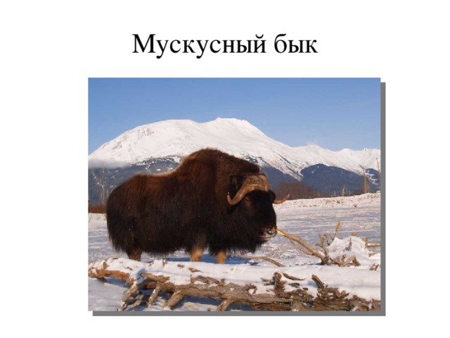 Мускусный бык 