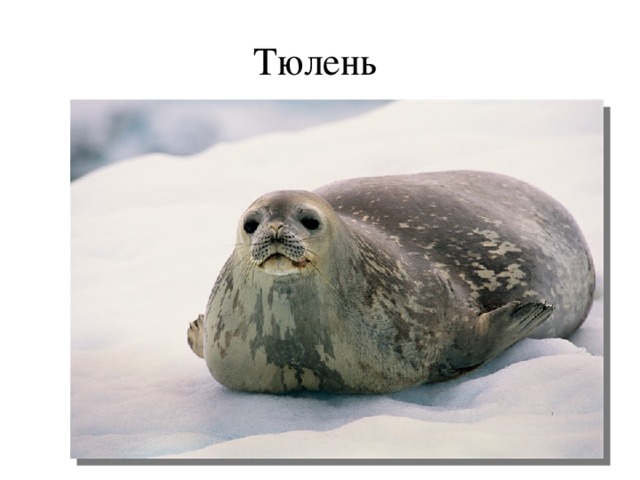 Тюлень 