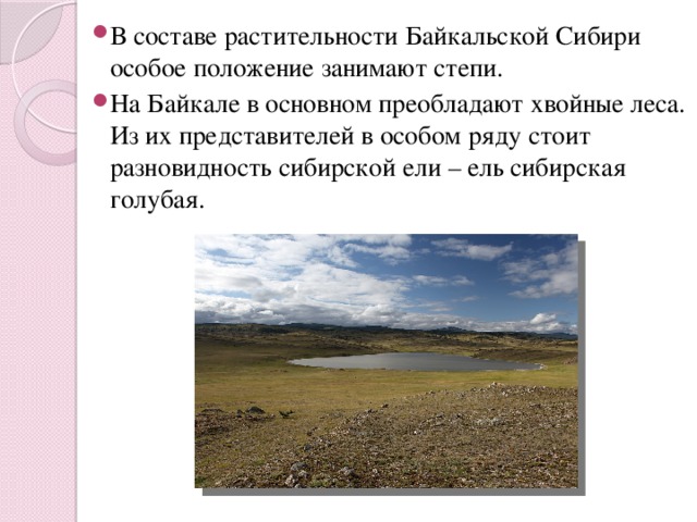 В составе растительности Байкальской Сибири особое положение занимают степи. На Байкале в основном преобладают хвойные леса. Из их представителей в особом ряду стоит разновидность сибирской ели – ель сибирская голубая. 
