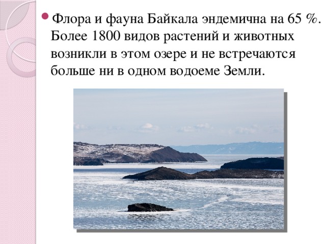 Флора и фауна Байкала эндемична на 65 %. Более 1800 видов растений и животных возникли в этом озере и не встречаются больше ни в одном водоеме Земли.   