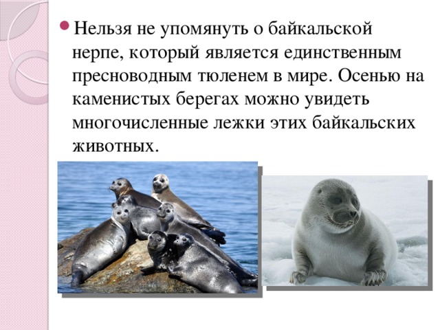 Нельзя не упомянуть о байкальской нерпе, который является единственным пресноводным тюленем в мире. Осенью на каменистых берегах можно увидеть многочисленные лежки этих байкальских животных. 
