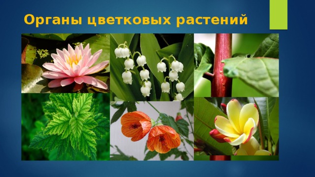 Органы цветковых растений 