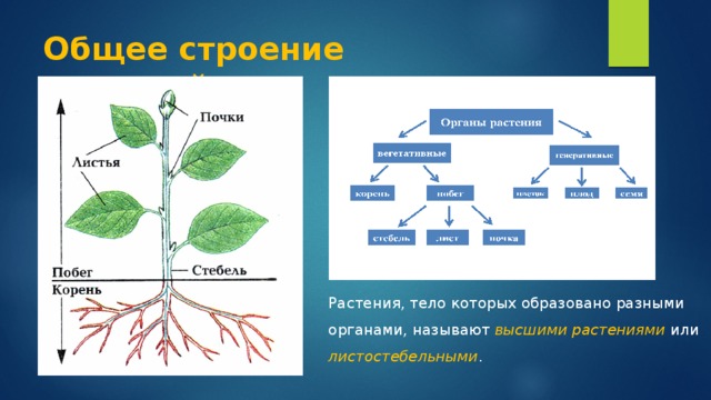 Растительный организм примеры. Строение вегетативного тела растения. Строение тела высших растений. Схема строения органов растений. Строение растительного организма.