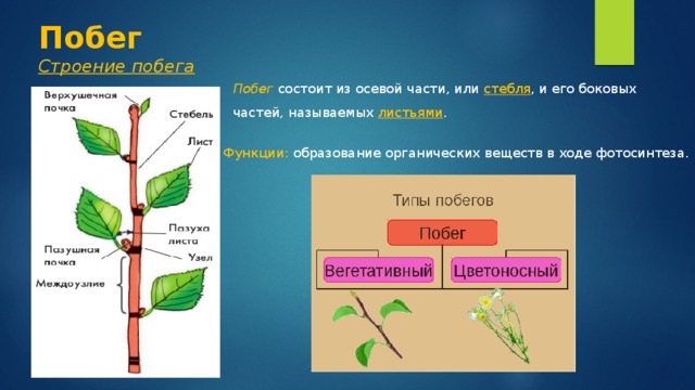 Побег  Строение побега   Побег состоит из осевой части, или стебля , и его боковых частей, называемых листьями . Функции: образование органических веществ в ходе фотосинтеза. 