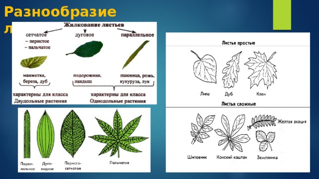 Подпишите рисунки видоизменение корня жилкование листа видоизменение листьев плод