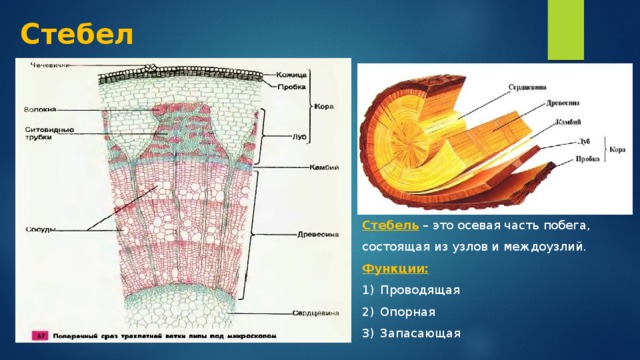 Стебель состоит из