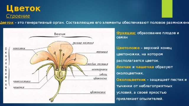 Егэ генеративные органы. Цветок строение и функции. Части цветка и их функции 6 класс биология. Строение цветка цветоложе. Функции частей цветка таблица.