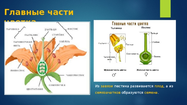 Главные части цветка Из завязи пестика развивается плод , а из семязачатков образуются семена . 