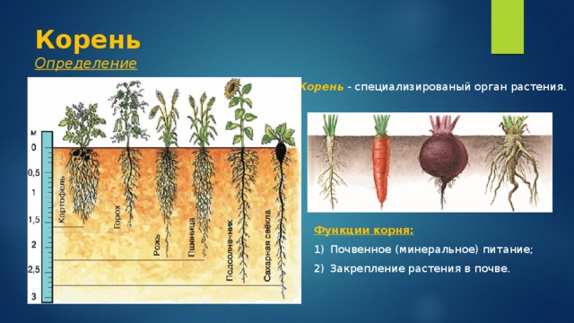 Корень  Определение Корень - специализированый орган растения. Функции корня: Почвенное (минеральное) питание; Закрепление растения в почве. 