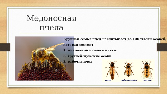 Медоносная пчела Крупная семья пчел насчитывает до 100 тысяч особей, которая состоит: 1. из главной пчелы – матки 2. трутней-мужские особи 3. рабочих пчел 