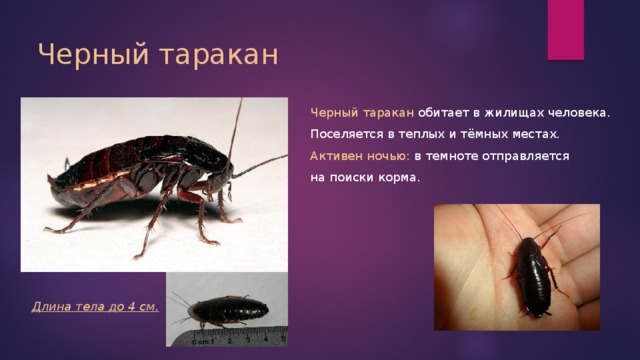 Черный таракан Черный таракан обитает в жилищах человека. Поселяется в теплых и тёмных местах. Активен ночью: в темноте отправляется на поиски корма. Длина тела до 4 см. 