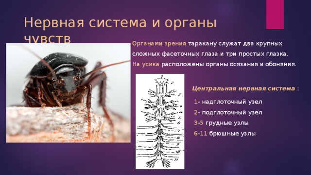 Нервная система и органы чувств Органами зрения таракану служат два крупных сложных фасеточных глаза и три простых глазка. На усика расположены органы осязания и обоняния. Центральная нервная система : 1 - надглоточный узел 2 - подглоточный узел 3 - 5 грудные узлы 6 - 11 брюшные узлы 