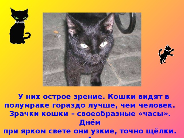 Кошки видят в темноте