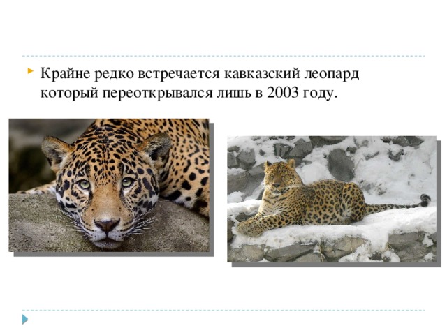 Крайне редко встречается кавказский леопард который переоткрывался лишь в 2003 году. 