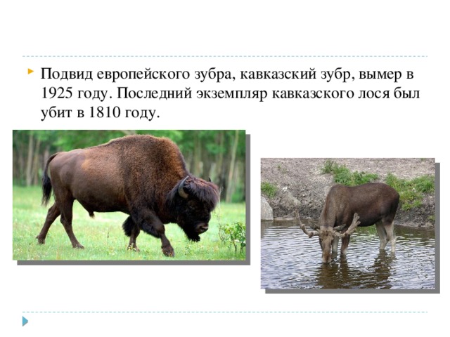 Подвид европейского зубра, кавказский зубр, вымер в 1925 году. Последний экземпляр кавказского лося был убит в 1810 году. 