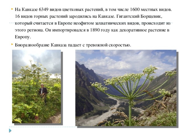 На Кавказе 6349 видов цветковых растений, в том числе 1600 местных видов. 16 видов горных растений зародились на Кавказе. Гигантский Борщевик, который считается в Европе неофитом захватнических видов, происходит из этого региона. Он импортировался в 1890 году как декоративное растение в Европу. Биоразнообразие Кавказа падает с тревожной скоростью. 