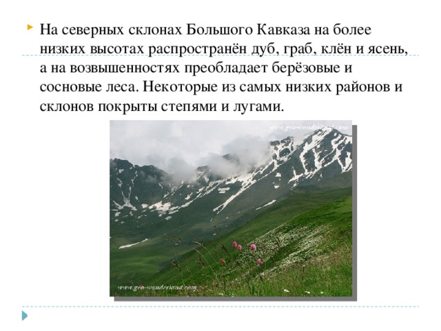 На северных склонах Большого Кавказа на более низких высотах распространён дуб, граб, клён и ясень, а на возвышенностях преобладает берёзовые и сосновые леса. Некоторые из самых низких районов и склонов покрыты степями и лугами. 